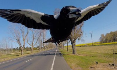 Magpie-swooping season is here. But you can avoid attack – if you play by their rules