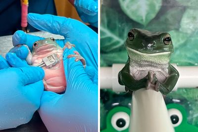 50 Cute And Funny Photos That May Show You A Different Side To These Critters (New Pics)