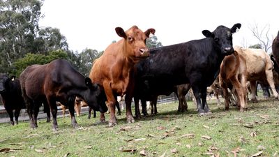 Beef-loving US can't get enough true blue red meat