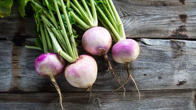 How to grow turnips – sow and grow the crop throughout the year for an abundance of tasty roots