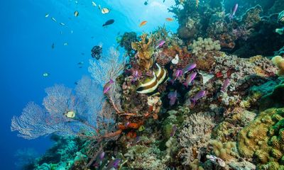 Race is on to produce a super-coral to survive world’s warming seas