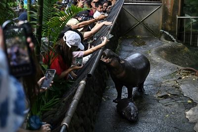 Endangered Pygmy Hippo Goes Viral From Thai Zoo