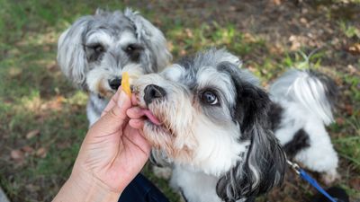 Not sure how to reward your small dog? Try these trainer-approved tips out for size