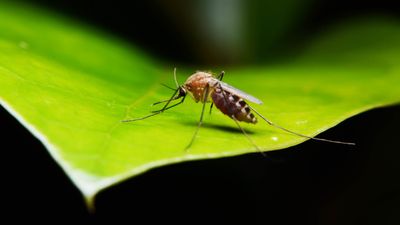 There’s a surprising reason why your yard could be attracting mosquitoes — according to the experts