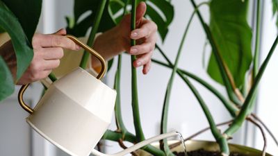 How often to water monstera, according to gardening pros