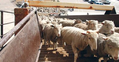 Live sheep exports: Have your say on ban plan in ACM's survey