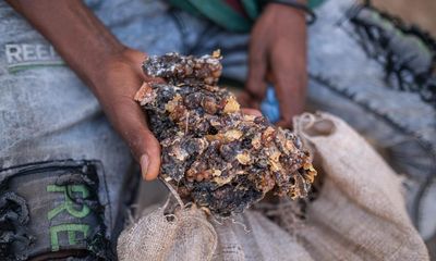 How the west’s wellness industry is driving Ethiopia’s frankincense trees towards extinction