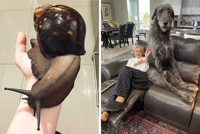 50 Animals So Giant It’s Hard To Believe They’re Real (New Pics)