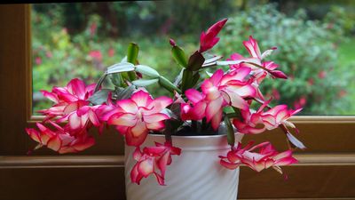 How to Care for Christmas Cactus — Advice From a Plant Expert to Keep This Winter-Flowering Houseplant Happy