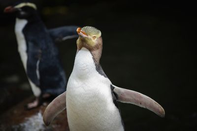 Rare smelly penguin wins New Zealand bird of the year after fierce campaign