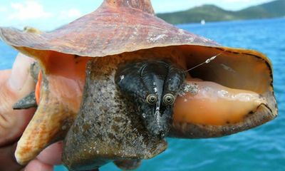 Hot queen conch seeks cool mates: Florida’s new ‘speed dating’ service to save endangered shellfish