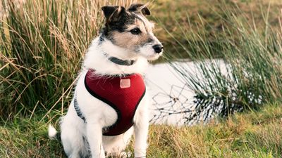 How does a no-pull dog harness work? A vet explains