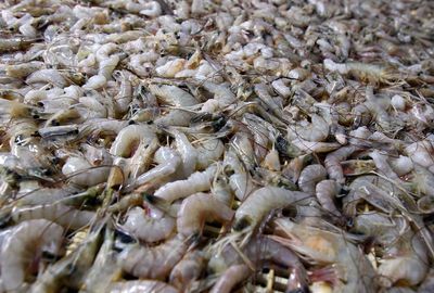 New Jersey Truck Thieves Drive Off with Massive Amount of Costco Frozen Shrimp