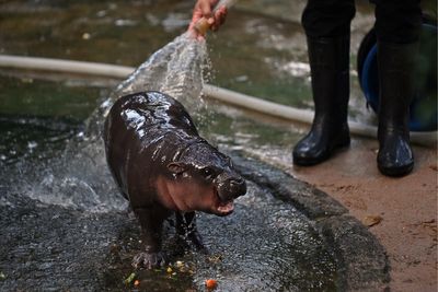 Moo Deng fever hits as viral baby pygmy hippo draws huge crowds to zoo