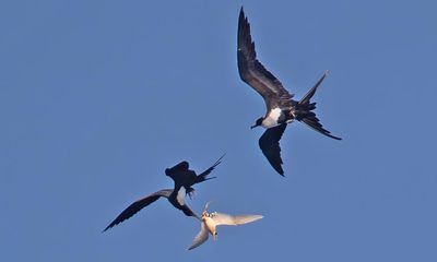 Deadly avian flu strain could enter Australia via thieving migratory birds, scientists warn