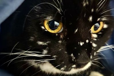 Magical Cat Has Condition That Makes His Fur Look Like A Galaxy Of Stars, People Are Obsessed