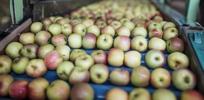 Fungi to the rescue: South African scientists use innovative approach to protect apple trees