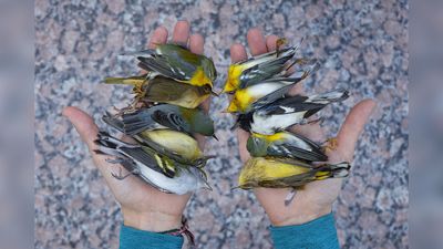 Winners of the Fritz Pölking Prize both focus on the damage to wildlife caused by urbanization