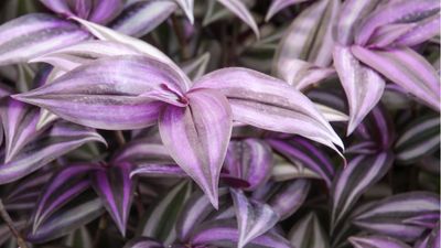 Best purple indoor plants – 6 easy to grow beauties that will add some dark drama