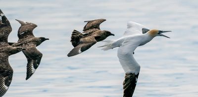 ‘Pirate birds’ force other seabirds to regurgitate fish meals. Their thieving ways could spread lethal avian flu