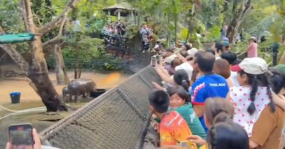 Viral Baby Hippo Moo Deng’s Meet-And-Greet Hours Cut After Zoo Visitors’ Disruptive Behavior