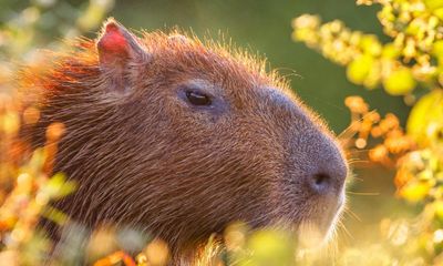 Shropshire zoo seeks runaway ‘beloved’ capybara