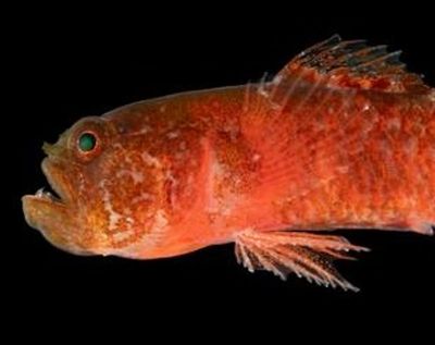 New ‘Grumpy’ fish species discovered in Red Sea