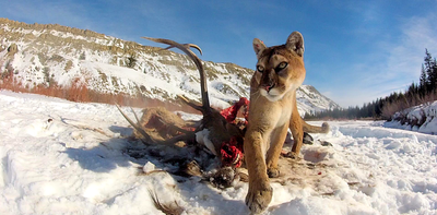 The power of one: solitary carnivores outkill group hunters