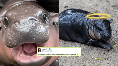 Moo Deng The Tiny Hippo Has Taken Over The Internet & Not To Be Dramatic But I’d Die For Her