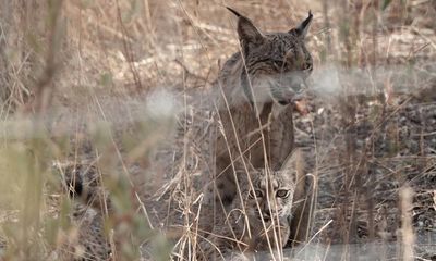 Country diary: Spotting a lynx requires patience or profound luck