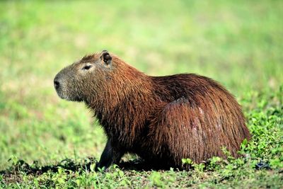 Hoo Zoo release video of Cinnamon the capybara two days after escape from enclosure