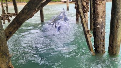 Young pygmy blue whale freed in New Zealand