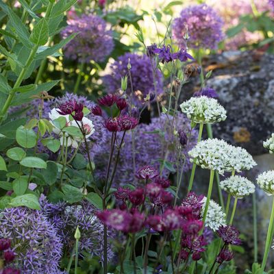 When to plant allium bulbs for beautiful, long-lasting blooms – don't leave it too late