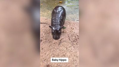 Who is Moo Deng? Meet the baby pygmy hippopotamus that captured people's hearts