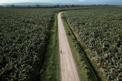 ‘Every time the planes pass, my eyes burn’: the hidden cost of Costa Rican bananas