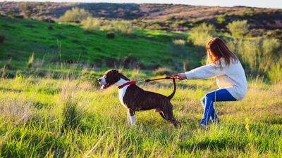 Try this trainer's simple method to stop your dog pulling on their leash — it really surprised us!