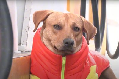 Stray Dog Becomes Employed At A Gas Station After Chasing Off Robbers