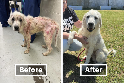 People Online Are Overjoyed After Seeing This Neglected Dog Transform Back To His Beautiful Self