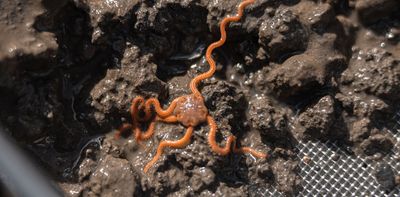 Ocean sediment is a ‘mudtropolis’ – meet the carbon-cycling creatures thriving beneath the seabed