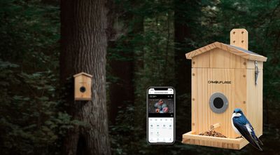 Innovative birdbox camera is also an AI bird feeder cam