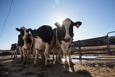 Food's impact on methane emissions