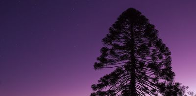 Walking the trees: we traced how First Nations groups moved bunya pine and black bean trees