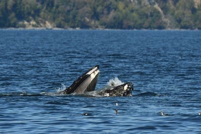 Photo captures seal in humpback whale's mouth after unintentional swallowing