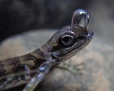 Lizards use nostril bubbles to breathe underwater and evade predators, researchers find