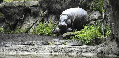 Small populations of Stone Age people drove dwarf hippos and elephants to extinction on Cyprus