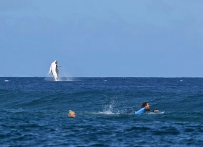 In French Polynesia, Boom In Whale-based Tourism Sparks Concern