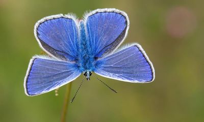 ‘Butterfly emergency’ declared as UK summer count hits record low