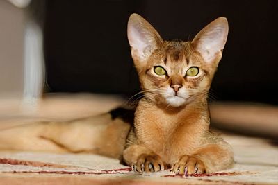 Just 32% Of Cat Lovers Know All These Kitten Breeds