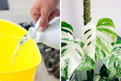 Husband Starts Destroying Wife’s Houseplants, Turns Out It Was Just The Beginning