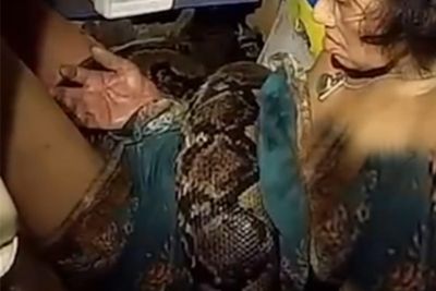 Woman rescued from 4-metre python attack